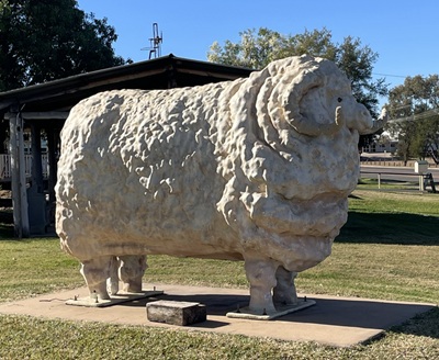 Big Ram Blackall
