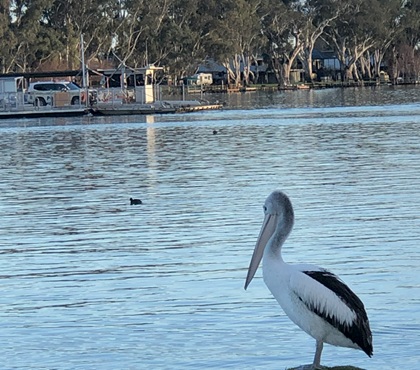 Ferry Crossing Murray River at Manuum SA