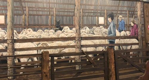 Mural of Sheep and farmers in Shearing Shed