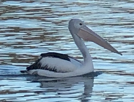 Pelican on Murray River
