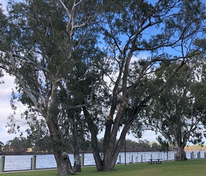 River Gums Beside Murray River