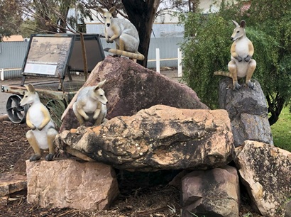 Statues of Yellow Footed Wallaby