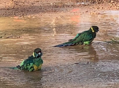Two Green Parrots Bathing