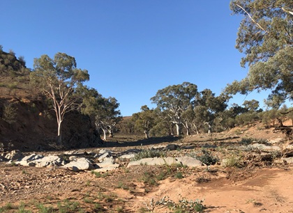 Creek Bed Flinders Ranges