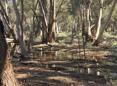 Creek Flowing Wilpena Pound