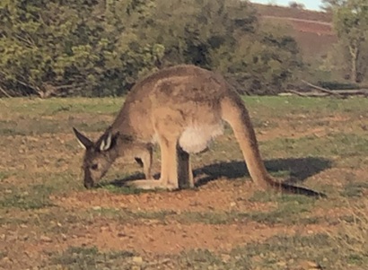 Kangaroo at Rawnsley Station