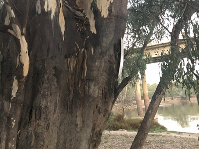 Largest River in Australia, at Barmah