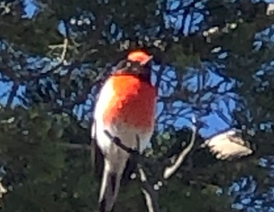 Red Breasted Robin at Clem Corner