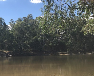 River Red Gums in Barmah Forrest