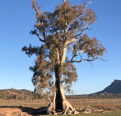 The Cazneaux Tree Flinders Ranges