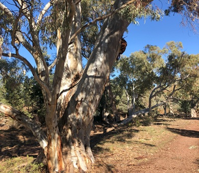 Track to Kangaroo Gap Lookout