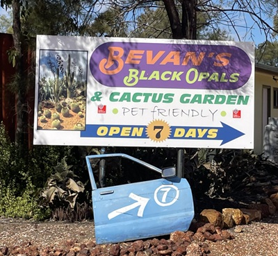 Bevan's Black Opal and Cactus Garden