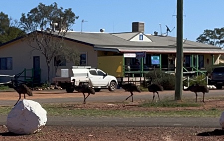 Emu's Walking Down the Street